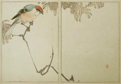 渡辺省亭 〔省亭花鳥画譜一巻〕より 鵙(もず)